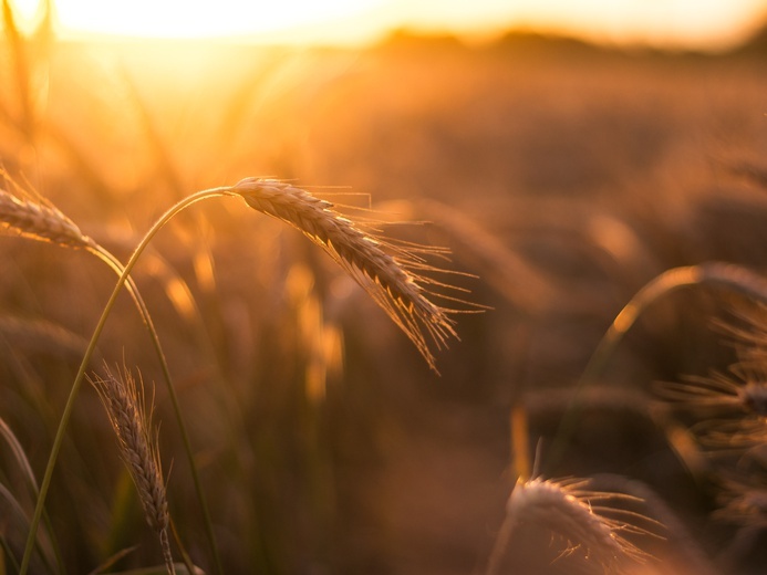 KOWR: tegoroczne plony zbóż mogą być wyższe, niż w 2021 r.