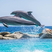 Ponad 5 tys. delfinów zginęło w Morzu Czarnym od początku rosyjskiej inwazji na Ukrainę