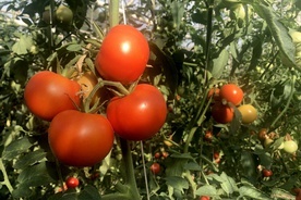 Pomidory z opactwa