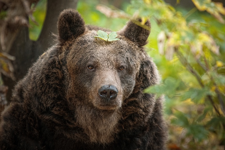 Wrocławski oddział IPN adoptował niedźwiedzia w zoo. Dlaczego?