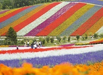 Łąki jak malowane, czyli ogród kwiatowy Shikisai-no-oka.
30.08.2022 Hokkaido, Japonia