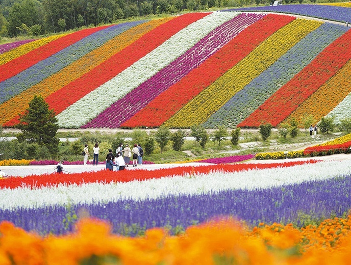 Łąki jak malowane, czyli ogród kwiatowy Shikisai-no-oka.
30.08.2022 Hokkaido, Japonia