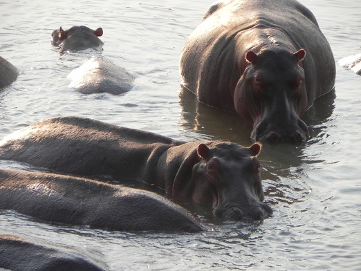 Nie karmią hipopotamów 