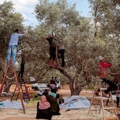 Palestyńczycy mają ręce pełne roboty. Rozpoczął się zbiór oliwek.
9.10.2022 Strefa Gazy 