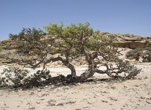Krzewy z rodzaju Boswellia, czyli kadzidla, rosną na niedostępnych, suchych skałach Afryki i Arabii