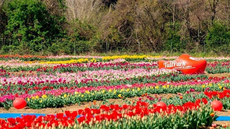 Rzym. Największy holenderski park tulipanów wraca z wiosną