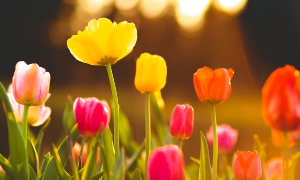 Holenderskie tulipany nadal trafiają do Rosji