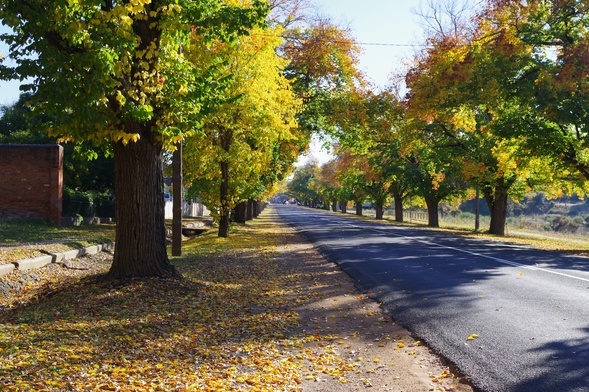 Miks drzew w mieście najlepiej oczyszcza powietrze