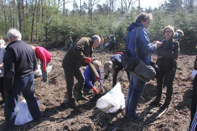 Posadzono 5000 dębów