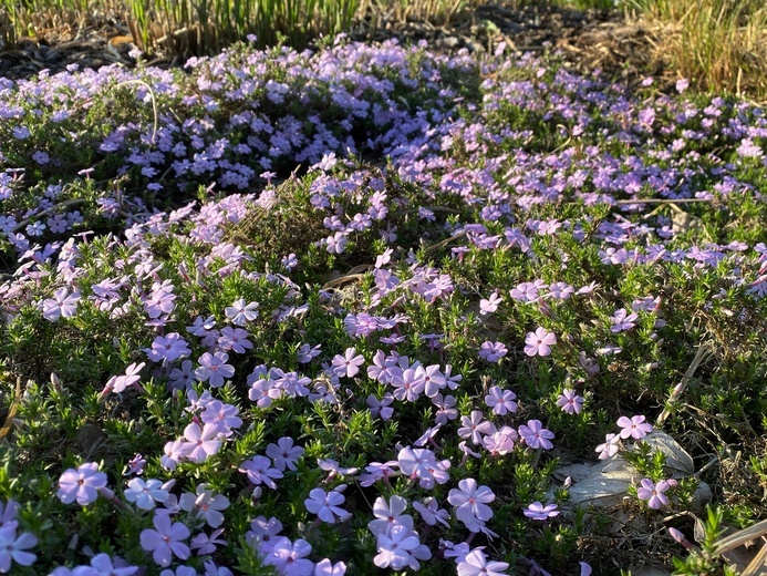 Wiosna w parku chorzowskim