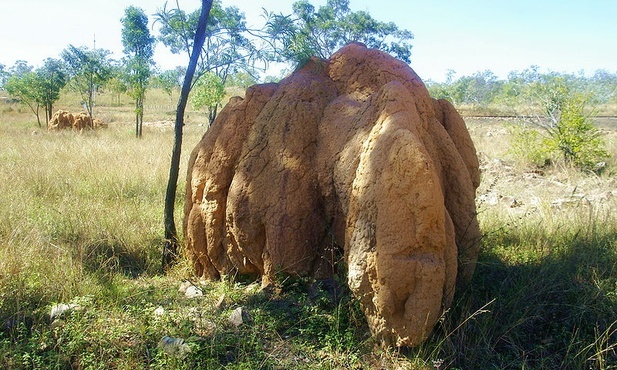 Termitiera w Australii