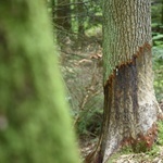 Lasy nadleśnictwa Gromnik