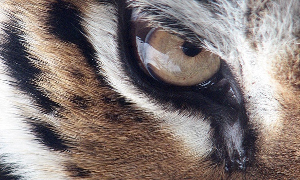 Zagrożony wyginięciem tygrys syberyjski padł w podseulskim zoo