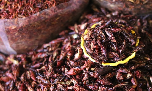 Nowe rodzaje żywności jak np. owady autoryzuje KE; decyzja wymaga zgody państw członkowskich