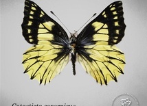 Nowo odkryty gatunek motyla nazwany na cześć Kopernika