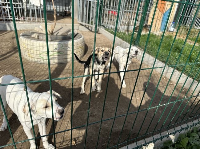 Psi azyl powstanie w Stalowej Woli