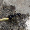 Mrówka przy pracy