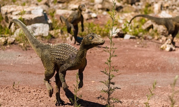 Niektóre dinozaury mogły być tak inteligentne jak naczelne