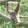 Gibbon białoręki