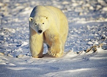 Niedźwiedź polarny zabił na Alasce kobietę i chłopca