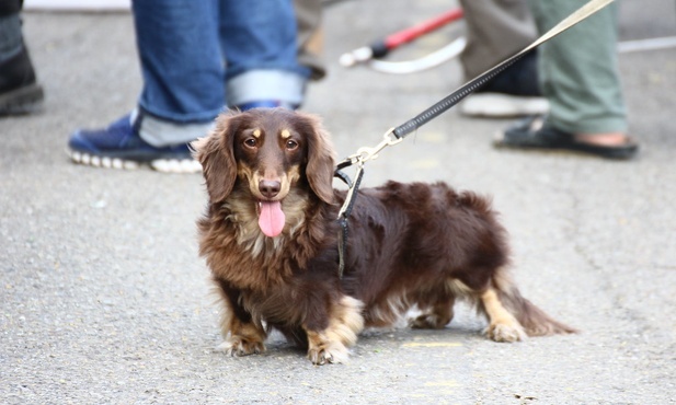 Hiszpania: właściciele psów muszą odbyć obowiązkowe szkolenia