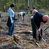 ▲	Sadzonki zastępują pozyskane wcześniej na danym obszarze drewno.