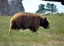 Rumunia: Niedźwiedzie wchodzą do miast i wsi - nakazano odstrzał 500 zwierząt