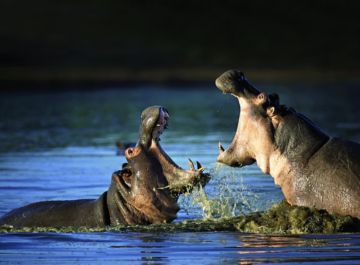 Hipopotam nilowy w czasach biblijnych żył w całym Nilu,  aż po jego ujście  do Morza Śródziemnego.  Dziś spotykany jest tylko  na południe od Sahary