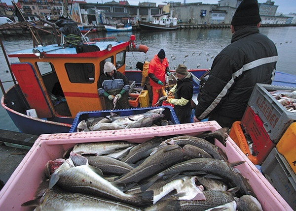 Polscy rybacy łowią w Bałtyku ok. 100 tys.  ton ryb rocznie.
