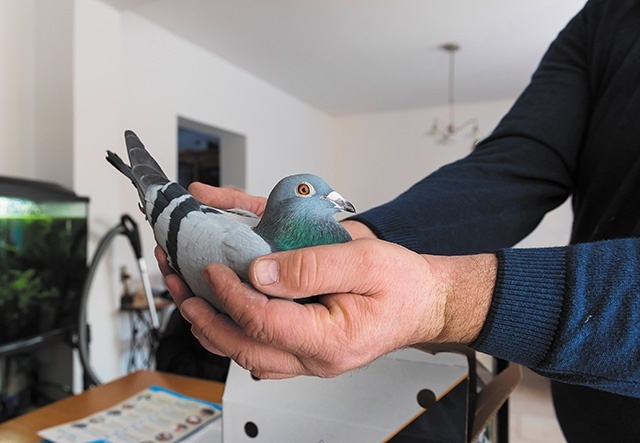 Aby chętniej wracały do domu, gołębie przed startem trafiają do klatki ze swoim partnerem.