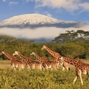 Kilimandżaro, najwyższa góra Afryki, przyciąga jak magnes. Każdego roku ośnieżony szczyt zdobywa kilkanaście tysięcy osób