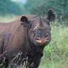 Kenia odbudowuje populację nosorożca czarnego