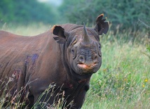 Kenia odbudowuje populację nosorożca czarnego