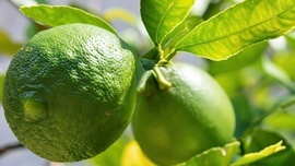 Pomarańcza bergamota – nie tylko zapach herbaty Earl Grey