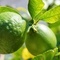Pomarańcza bergamota – nie tylko zapach herbaty Earl Grey