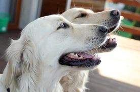 Większość ataków psów to efekt błędów człowieka
