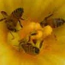 Pszczoła (Apini)