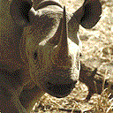 Nosorożec (Rhinocerotidae)