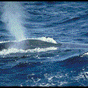 Wieloryby (Cetacea)