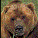 Niedźwiedź (Ursus)