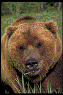 Niedźwiedź (Ursus)