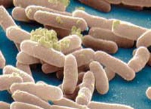Kosmiczne bakterie