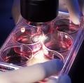 O. Plich OP, bioetyk: metoda in vitro jest moralnie zła