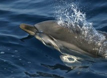 Prędkość delfinów: koniec „paradoksu Gray&#8217;a”