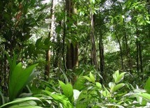 Co się kryje w lesie tropikalnym?