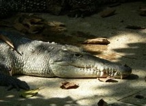 Rozmagnesować krokodyla