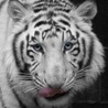 Tygrysy syberyjskie zagrożone