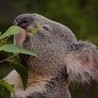 W.Brytania: Koala mogą wyginąć w ciągu 30 lat