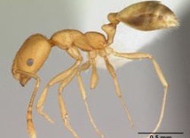 Mrówki faraona - istoty niezniszczalne