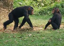 Szympansy używają narzędzi przy jedzeniu